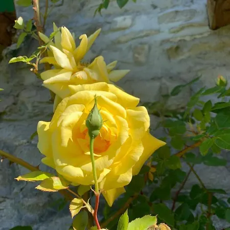 Lo Sghimbescio Bed and Breakfast